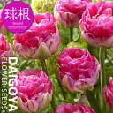 チューリップ 八重咲き ピンクサイズ(緑/桃)アイスクリーム咲き【球根】4球入り袋詰め_チューリップ_秋植え_球根_販売_通販_ - 種苗・花苗・球根の専門店 大郷屋