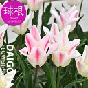 チューリップ ユリ咲き ホーランドシック(クリーム/桃)【球根】3球入り袋詰め_チューリップ_秋植え_球根_販売_通販_