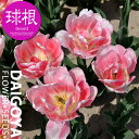 チューリップ 八重咲き フォックストロット(淡桃)【球根】4球入り袋詰め_チューリップ_秋植え_球根_販売_通販_