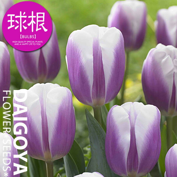 チューリップ 一重咲き リブライエ（紫/白）【球根】4球入り袋詰め_チューリップ_秋植え_球根_販売_通販_のサムネイル