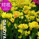 チューリップ 枝咲き サンシャインクラブ(黄/桃)【球根】3球入り_チューリップ_秋植え_球根_販売_通販_
