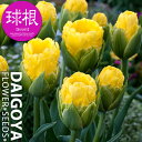 チューリップ 枝咲アイスクリーム バニラカップ(黄)【球根】4球入り袋詰め_プレミアムチューリップ_秋植え_球根_販売_通販_