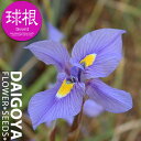 秋咲アヤメ モレア・ポリスタキア【球根】3球 _ 夏植え _ 球根 _ 販売 _ 通販