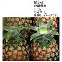 【送料無料】ピーチパイン パイナップル 沖縄県産 約5kg 6-8玉 サイズL★一部、北海道、沖縄のみ別途送料が必要となる場合があります