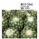 【送料無料】トップレス パイン パイナップル フィリピン 約15-16kg 個数 お任せ★一部、北海道、沖縄のみ別途送料が必要となる場合があります