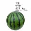 【送料無料】予約　3月下旬-中旬発送　西瓜　すいか　熊本県　1玉　約5-6kg　サイズ　L　ランク　秀品★一部、北海道、沖縄のみ別途送料が必要となる場合があります