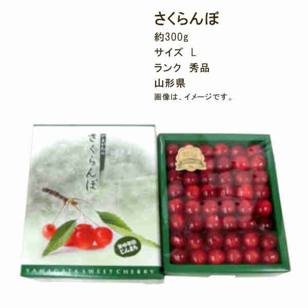 【送料無料】さくらんぼ 佐藤錦 山形県産 約300g サイズ L ランク 秀品★一部、北海道、沖縄のみ別途送料が必要となる場合があります