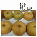 【送料無料】新甘泉 梨 鳥取県 約5kg 個数 8-20個前後 ランク 秀品★一部、北海道、沖縄のみ別途送料が必要となる場合があります
