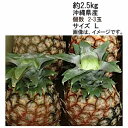 【送料無料】ピーチパイン パイナップル 沖縄県産 約2.5kg 2-3玉 サイズL★一部、北海道、沖縄のみ別途送料が必要となる場合があります