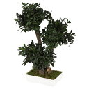 VerdissimoTobiraBonsai50cm(ヴェルディッシモトベラ盆栽50cm)