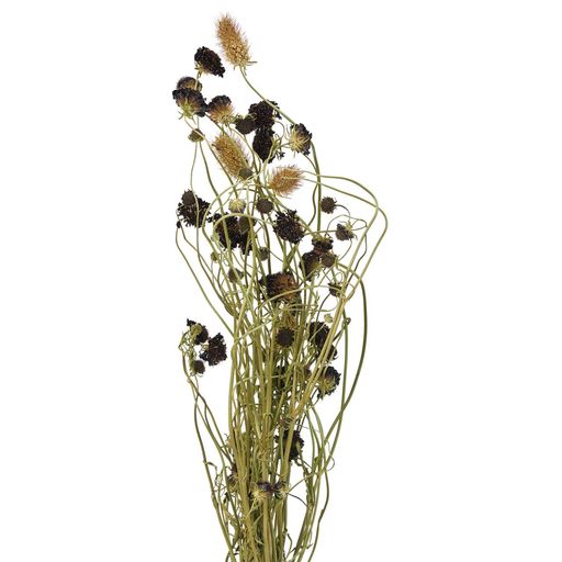 東京堂(Tokyodo)ドライフラワースカビオサ約L50cm30g入DN000195-zzz