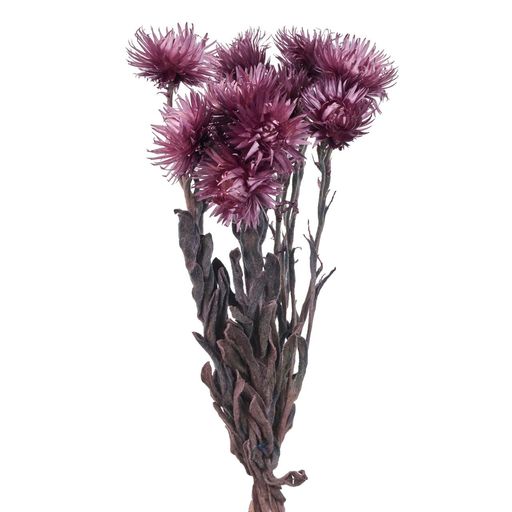 東北花材ドライフラワーシルバーデージーミニ約L30cm20g入FD004441-057