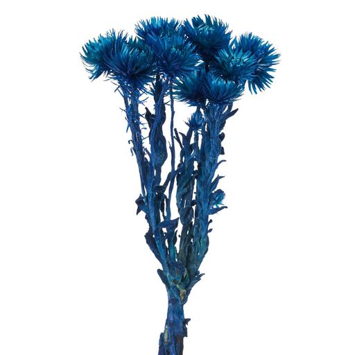 東北花材ドライフラワーシルバーデージーミニ約L30cm20g入FD004441-032