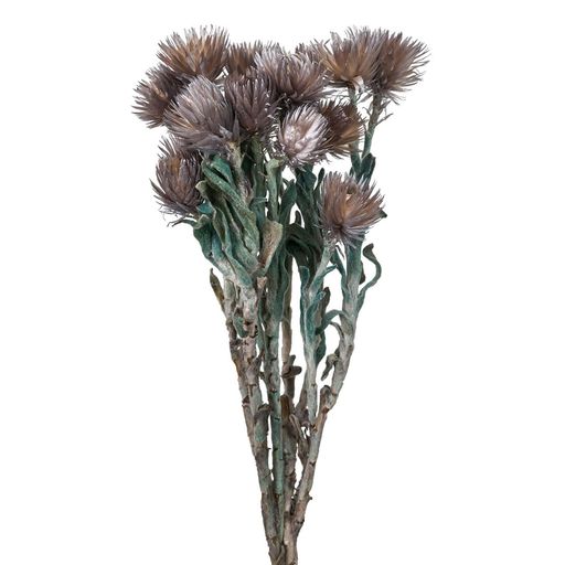 東北花材ドライフラワーシルバーデージーミニ約L30cm20g入FD004441-201