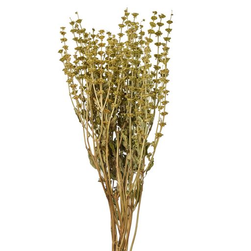 東京堂(Tokyodo)ドライフラワーバジルシード約L50cm40g入DN000199-zzz