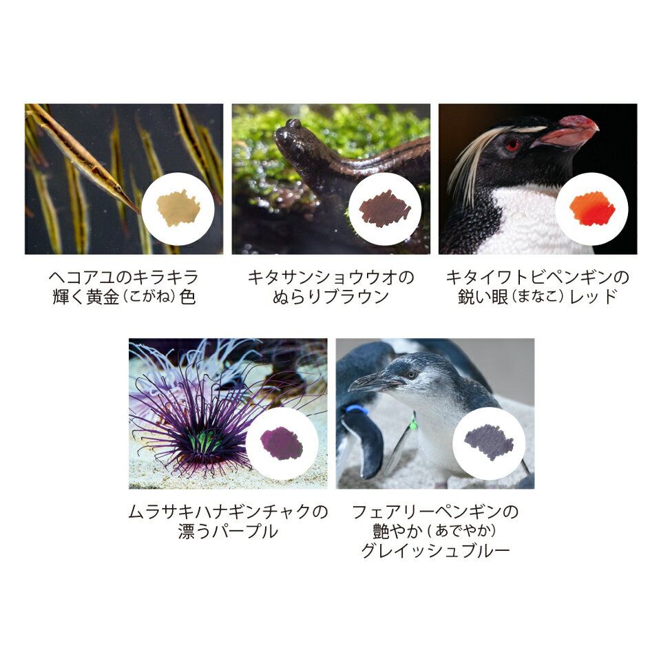AOAO SAPPORO×大丸藤井セントラルオリジナルインク 「ヘコアユ」「キタサンショウウオ」「キタイワトビペンギン」「ムラサキハナギンチャク」「フェアリーペンギン」セーラー万年筆 SAILOR sailor 万年筆インク 万年筆 ボトルインク 染料インク 水性インクインク ボトル 2