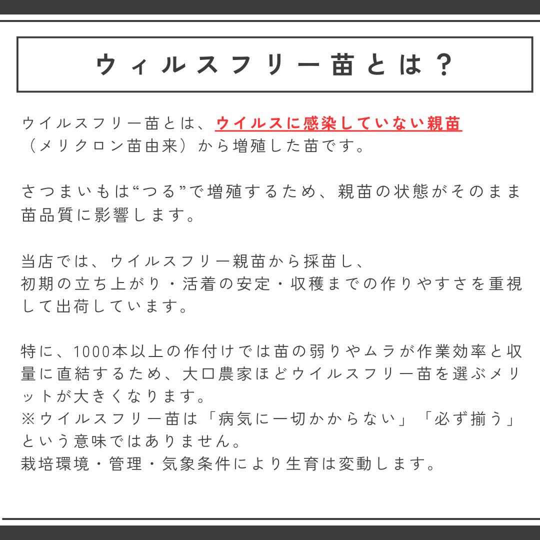 ���Ĥޤ����� �դ���餵��(PVP) ���ޤϤŤ�(PVP) �ڤ��� 1000�ܡ� ����б� ���ȸ��� �����륹�ե꡼�� ��Ͽ�ʼ��PVP�����٤��ʼ� ����ľ�� ����8ǯ 2026ǯ