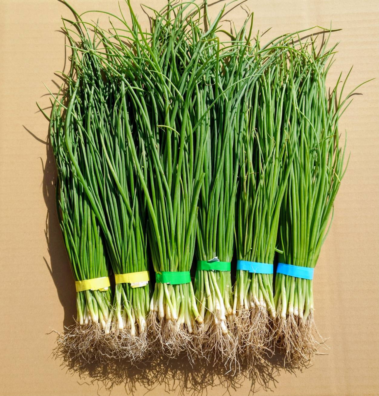 玉ねぎ苗 玉葱苗 タマネギ苗 2025年秋 家庭菜園 初心者向け 育てやすい 人気　長期保存　ネオアース　アトン　赤玉　ソニック　OP黄　あまがし　ジェトボール