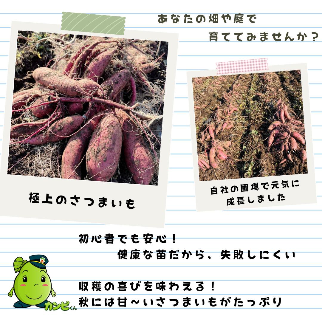 さつまいも苗 べにはるか(PVP) 紅あずま 安納芋べに 高系14号(金時) 切り苗 1000本...