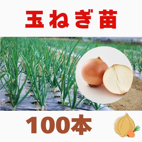玉ねぎ苗 玉葱苗 タマネギ苗 2月3月定植 家庭菜園 初心者向け 育てやすい 人気　長期保存　ネオアース...