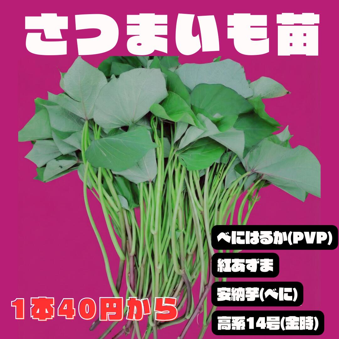 さつまいも苗 べにはるか(PVP) 紅あずま 安納芋べに 高系14号(金時)【予約】 10本芋づる 切り苗 登録品種（PVP）ウィルスフリー苗 サツマイモ苗 さ...