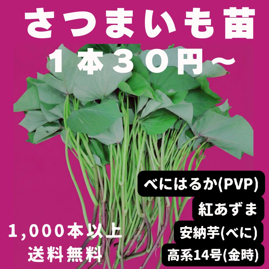 さつまいも苗 べにはるか(PVP) 紅あずま 安納芋べに 高系14号(金時) 切り苗 1000本～ 大口対応 農家向け ウィルスフリー苗 登録品種（PVP）選べる品種 産地直送 令和8年 2026年