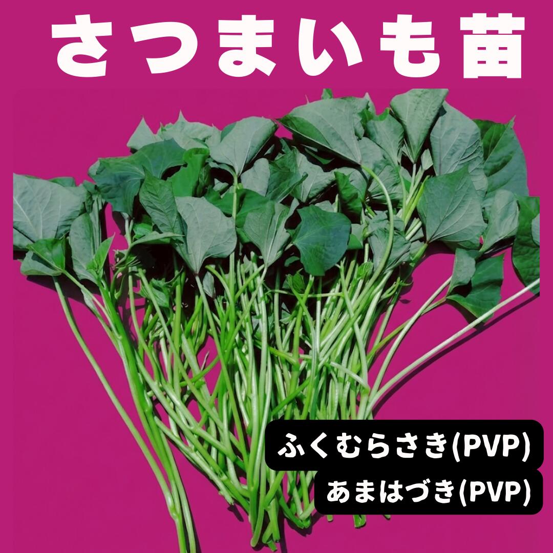 さつまいも苗 ふくむらさき(PVP) あまはづき(PVP)【予約】 10本芋づる 切り苗 登録品種（PVP）ウィルスフリー苗 サツマイモ苗 さつま苗 芋苗 種芋...