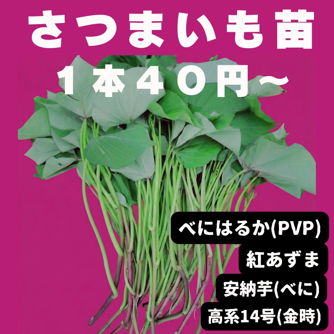 さつまいも苗 べにはるか(PVP) 紅あずま 安納芋べに 高系14号(金時)【予約】 10本芋づる 切り苗 登録品種（PVP）ウィルスフリー苗 サツマイモ苗 さつま苗 芋苗 種芋 農家直送 選べる品種 令和8年度 2026年