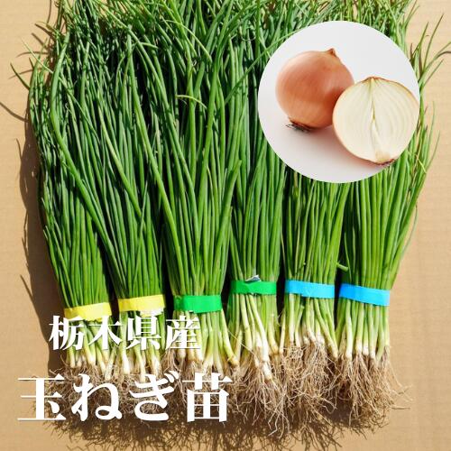 玉ねぎ苗 玉葱苗 タマネギ苗 2026年秋 家庭菜園 初心者向け 育てやすい 人気　長期保存　ネオアース　アトン　赤玉　ソニック　OP黄　あまがし　ジェトボール