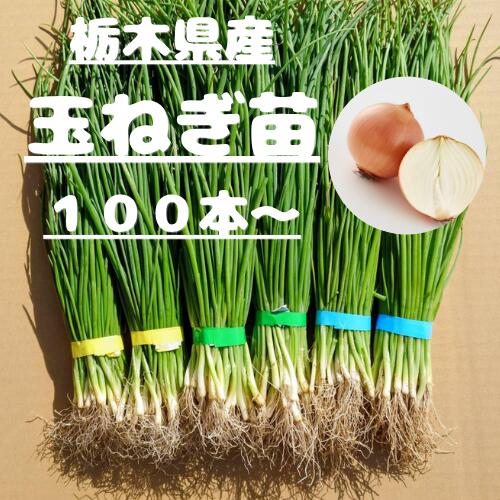 楽天市場】玉ねぎ 苗 o・p黄の通販
