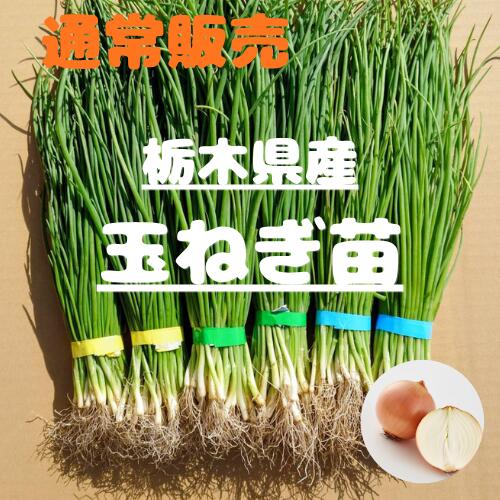 【通常販売】玉ねぎ苗 玉葱苗 タマネギ苗 2026年秋 家庭菜園 初心者向け 育てやすい 人気　長期保存　ネオアース　アトン　赤玉　ソニック　OP黄　あまがし　ジェトボール