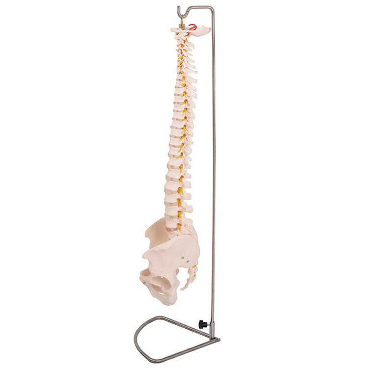 脊椎骨盤模型 GX-105せきつい 人骨模型高...の紹介画像3
