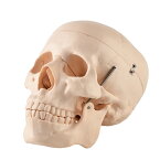 頭がい骨ガイコツ 頭部人体模型ガイコツ 標本[JK-1850]