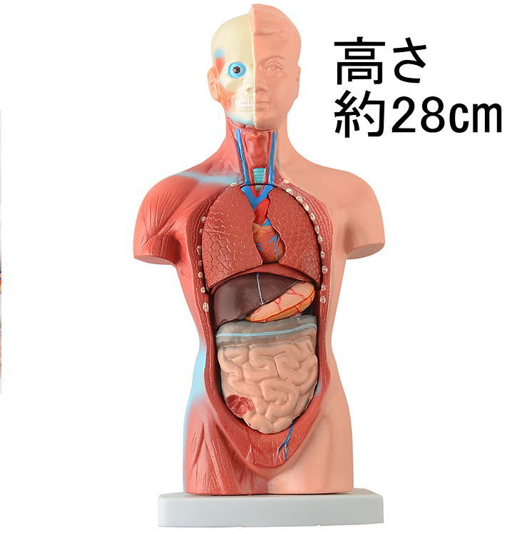 内臓人体模型28cm15パーツ内臓模型 20