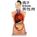 内臓人体模型男性85cmGX-201パーツ取り外し可内臓模型 標本 ガイコツ[JK-2994]
