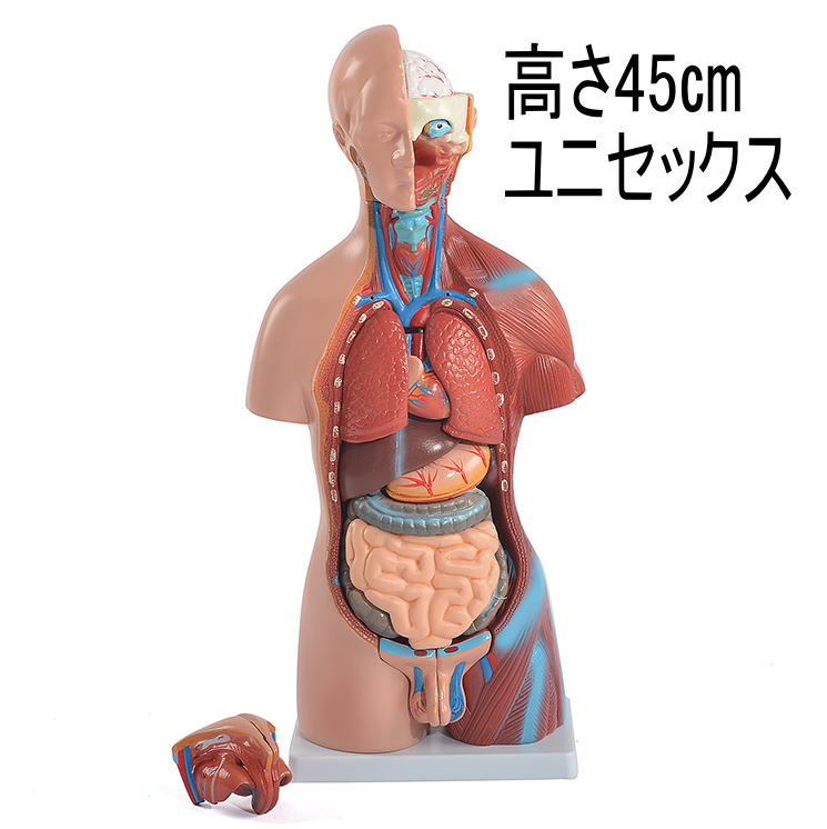 楽天市場】人体模型 脊椎・背骨 等身大の通販 楽天市場】人体模型 脊椎・背骨 等身大の通販