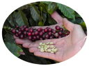 コーヒー生豆 200g ブラジル プラナウト農園 エスプレッソレディー 送料250円で800gまで組み合わせ自由 大山珈琲