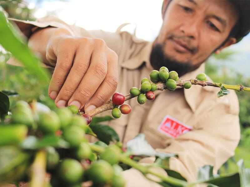 コーヒー生豆 1kg インドネシア クリンチマウンテン コピ ジェルク スマトラ式 送料無料 大山珈琲