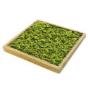 【園芸用品】【苔】【コケ】【スナゴケ】蘚苔基盤庭 モスベースガーデン【YM】