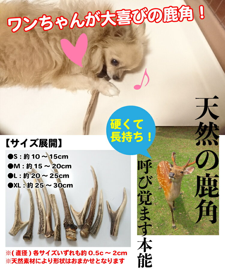 【形状おまかせ】国産 天然 鹿の角 犬(丹波鹿) 1本 サイズ：M (約15cm〜20cm) 鹿のつの 犬 鹿角【DBP】
