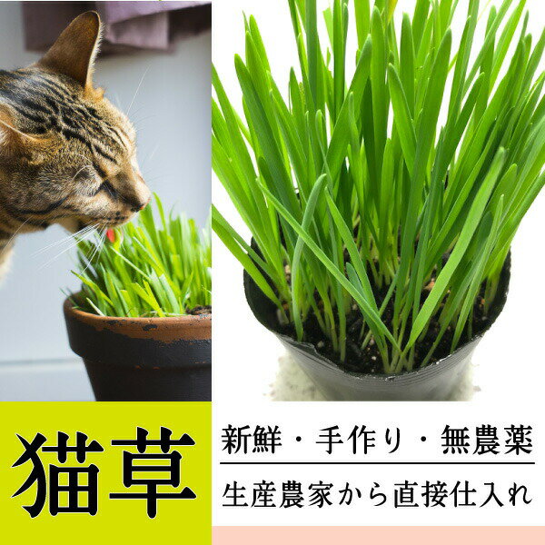 ǭ 5ĥåȡ(ȭ ľ 7.5cm) ͤ ڥåȥ饹 Ӷ̥ إܡ륳ȥ ̵ ǭȸ٤ Ӷ ǭ...