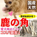 【形状おまかせ】国産 天然 鹿の角 犬(丹波鹿) 1本 サイズ：M (約15cm〜20cm) 鹿のつの 犬 鹿角【DBP】