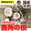 小動物用 鹿角の根 Mサイズ(直径 約2cm~5cm) 鹿角の根元 鹿角 ストレス解消 歯の伸びすぎ防止 げっ歯類 ハムスター デグー ラット メール便送料無料...