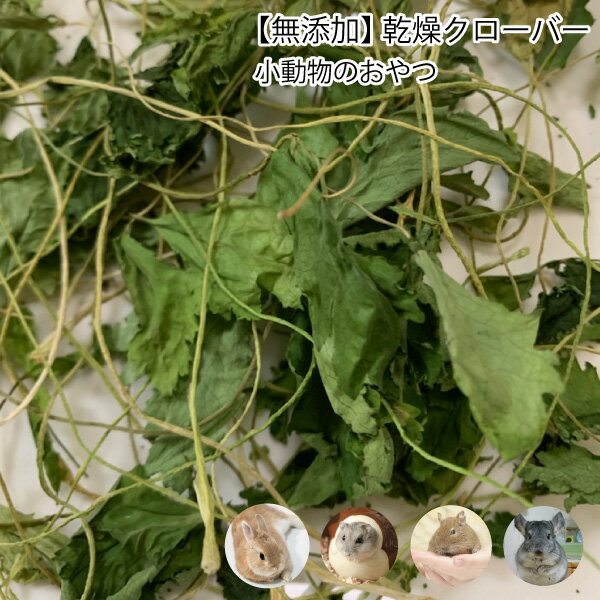 うさぎ 小動物のおやつ　無添加　乾燥クローバー(シロツメクサ)　5g　くろーばー　無着色　ドライリーフ 小動物 うさぎ チンチラ デグー【DBP】のサムネイル