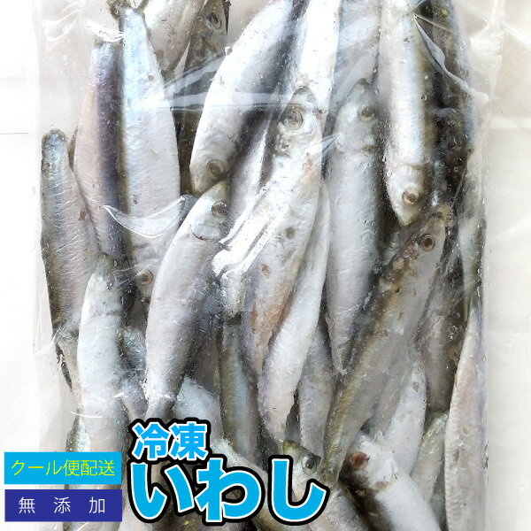 【3袋セット】冷凍餌 冷凍イワシ 【約1.5kg 約500g 3袋 】 約10-12cm前後 いわし 大型魚のエサ 別途クール便送料【クール便配送】爬虫類 両生類【DBP】