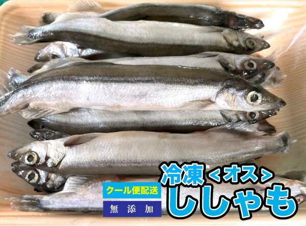 冷凍餌 冷凍ししゃも(雄) 【約1kg(500g×2袋】 約12cm前後　ししゃも　オス　大型魚のエサ ※別途クール便送料【クール便配送】爬虫類 両生類【DBP】