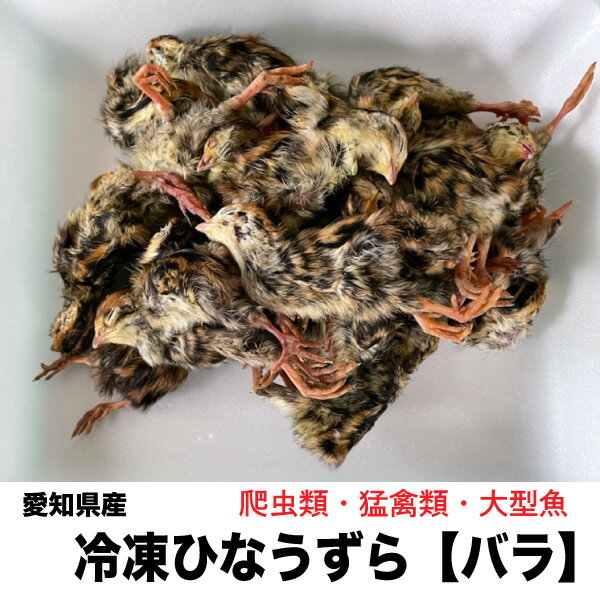 【4kg】冷凍　国内加工 愛知県産　ひなうずら バラ 雛ウズラ 4kg【クール便配送】 ※別途クール便送料　爬虫類　猛禽類　大型魚　送料無料【DBP】