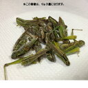 ペット用　冷凍昆虫 イナゴ　【100g】 冷凍バッタ　いなご(1匹：約3cm前後)　小動物　爬虫類　両生類　大型魚 ＜受注後クール便送料追加＞【HMR】 2