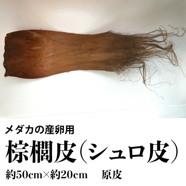 【内容量】2枚入 メダカの産卵用 棕櫚　シュロ皮　約50cm×約20cm　 原皮 メダカ産卵　棕櫚皮　シュロ皮　 棕櫚皮　【しゅろ 棕櫚 シュロ 園芸 金魚 めだか 卵 産卵 産卵床 天然 】 天然棕櫚皮。 メダカ産卵、めだか産卵、園芸、ホビー、ペットに サイズ：約50×約20cm ※天然棕櫚の為、サイズには誤差があります。 ※※【ご購入前に必ずお読み下さい】※※ ●この商品はメール便配送により『代引き決済』不可となります。システム上、ご注文時に代引き選択できますが、受注後キャンセル処理をさせていただきます。予めご了承ください。●この商品はメール便によるポスト投函でのお届けとなり、到着日指定の不可・追跡番号のご案内はございません。又、宅配便と異なり到着が地域により3〜5日程度かかる場合もございます。予めご了承ください。●単品で買われた場合は送料無料ですが、他商品と一緒に買われると宅配便での配送となり、送料666円(税込) 〜 がかかります。（商品数・配送個口数により異なる）【内容量】2枚入 メダカの産卵用 棕櫚　シュロ皮　約50cm×約20cm　 原皮 メダカ産卵　棕櫚皮　シュロ皮　 棕櫚皮　【しゅろ 棕櫚 シュロ 園芸 金魚 めだか 卵 産卵 産卵床 天然 】 天然棕櫚皮。 メダカ産卵、めだか産卵、園芸、ホビー、ペットに サイズ：約50×約20cm ※天然棕櫚の為、サイズには誤差があります。 ※※【ご購入前に必ずお読み下さい】※※ ●この商品はメール便配送により『代引き決済』不可となります。システム上、ご注文時に代引き選択できますが、受注後キャンセル処理をさせていただきます。予めご了承ください。●この商品はメール便によるポスト投函でのお届けとなり、到着日指定の不可・追跡番号のご案内はございません。又、宅配便と異なり到着が地域により3〜5日程度かかる場合もございます。予めご了承ください。●単品で買われた場合は送料無料ですが、他商品と一緒に買われると宅配便での配送となり、送料666円(税込) 〜 がかかります。（商品数・配送個口数により異なる）