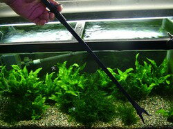 �پ�ʪ�� �ȥ�ߥ󥰥ġ��� S(������35cm) 1�� ���� ������ ���𥫥å� �ȥ�ߥ� �ϥ��� �ԥ󥻥å��դ���TOMI��